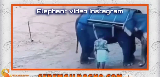 Reel elefante Instagram [VIDEO]