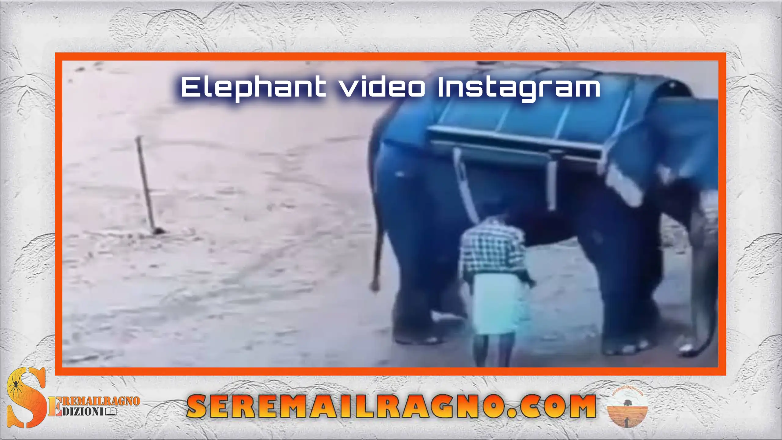 Reel elefante Instagram [VIDEO]